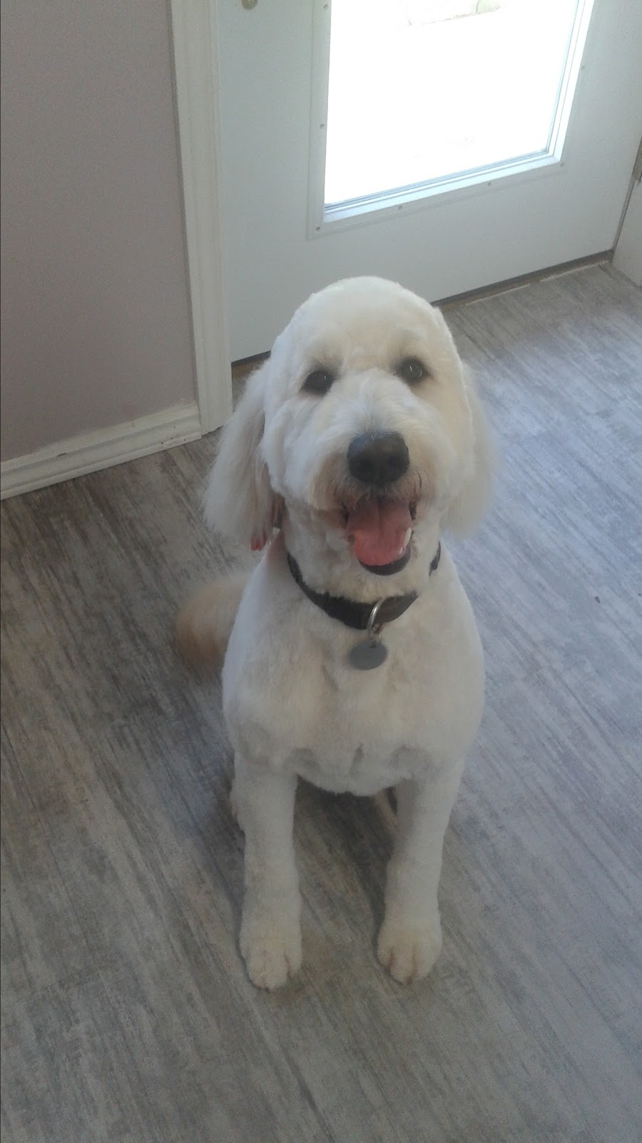 The Clean Dog | 1045 Ward St, Bridgenorth, ON K0L 1H0, Canada | Phone: (705) 292-9823