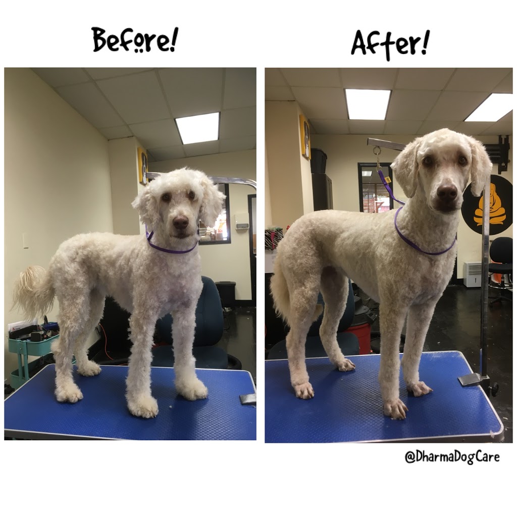 Dharma Dog Services | 7239 Fraser St, Vancouver, BC V5X 3V8, Canada | Phone: (604) 327-3649