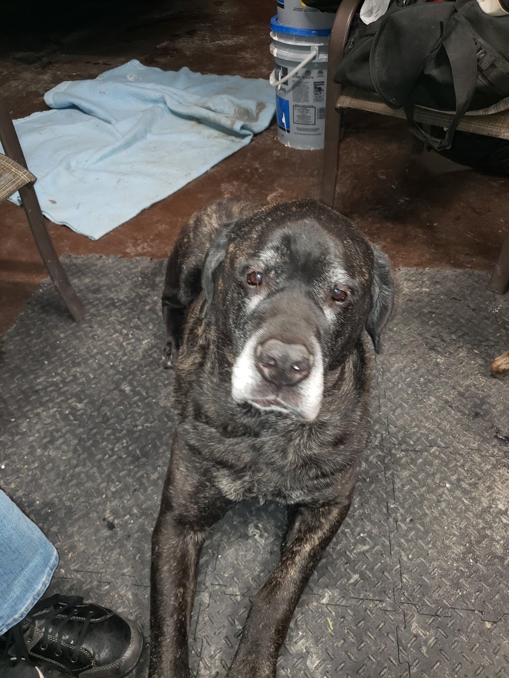 Moose Jaw Animal Clinic | Box 820, 1885 Caribou St W, Moose Jaw, SK S6H 4P5, Canada | Phone: (306) 692-3622