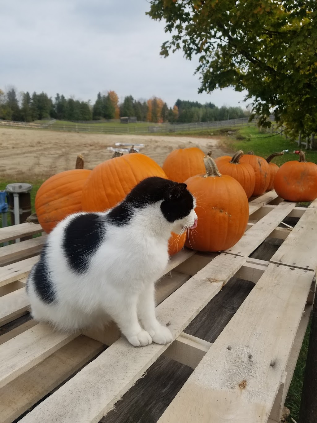 Hummingbird Hill Farms | 10258 ON-9, Palgrave, ON L0N 1P0, Canada | Phone: (905) 965-0077