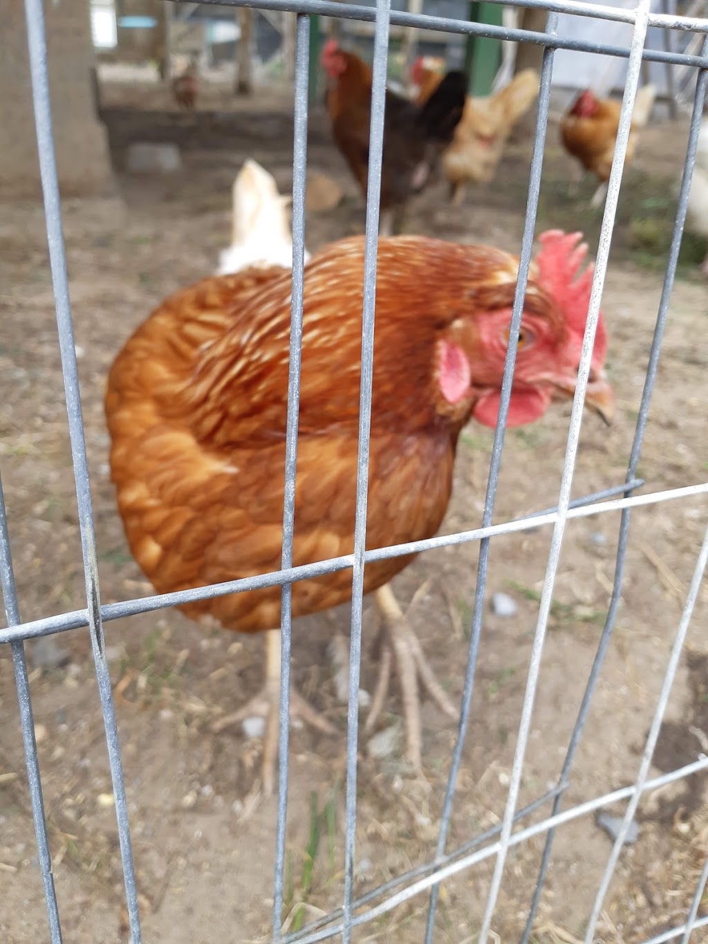 Gretas Organic Gardens | 399 River Rd, Gloucester, ON K1V 1C9, Canada | Phone: (613) 521-8648