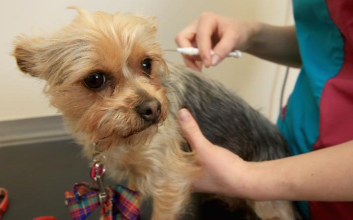 Downey Animal Hospital | 115 Downey Rd #9a, Guelph, ON N1C 1A2, Canada | Phone: (519) 265-8387
