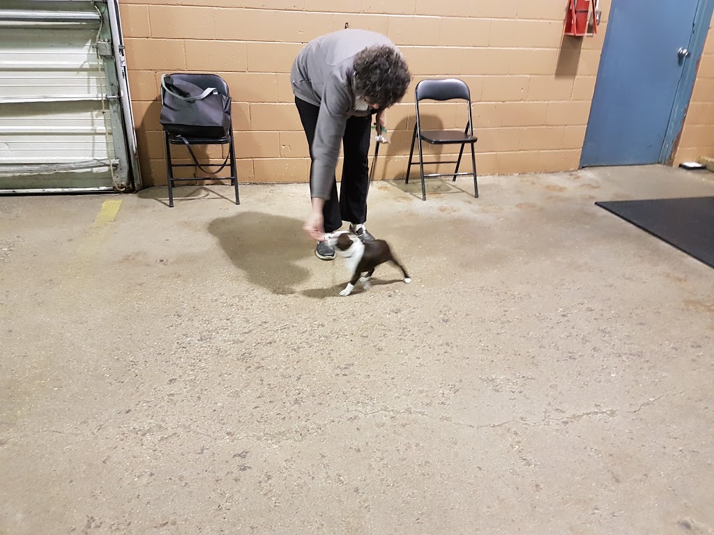 Bold Canine | 9609 Sideroad 17, Erin, ON N0B 1T0, Canada | Phone: (519) 833-0800