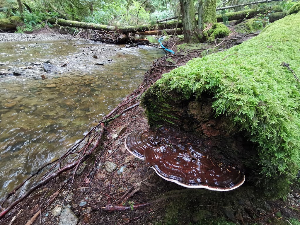 Homesite Creek / Secret Cove Recreation Area | 9844 Sunshine Coast Hwy, Halfmoon Bay, BC V0N 1Y2, Canada | Phone: (604) 883-9307