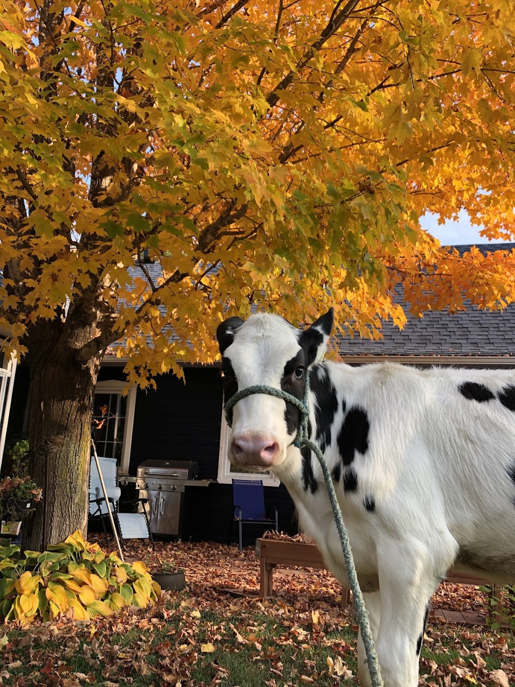 Ferme Séva inc. | 44 Rang Ste Marie, Les Éboulements, QC G0A 2M0, Canada | Phone: (418) 633-0266