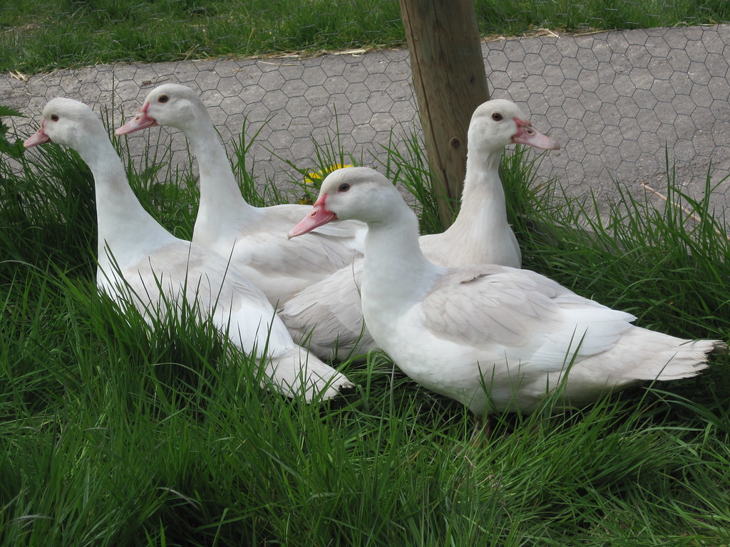 Living Color Family Farm | 311847 ontario, ON-6, Mount Forest, ON N0G 2L0, Canada | Phone: (519) 938-1058