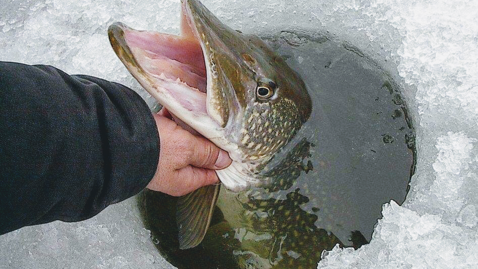 Dalrymple Daves FISH HUTS | 128 Fulsom Crescent, Orillia, ON L3V 6H5, Canada | Phone: (855) 923-3235