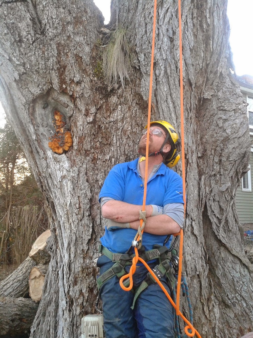Woodpecker Tree Care NS | 25 Academy St, Amherst, NS B4H 3H9, Canada | Phone: (902) 667-1021
