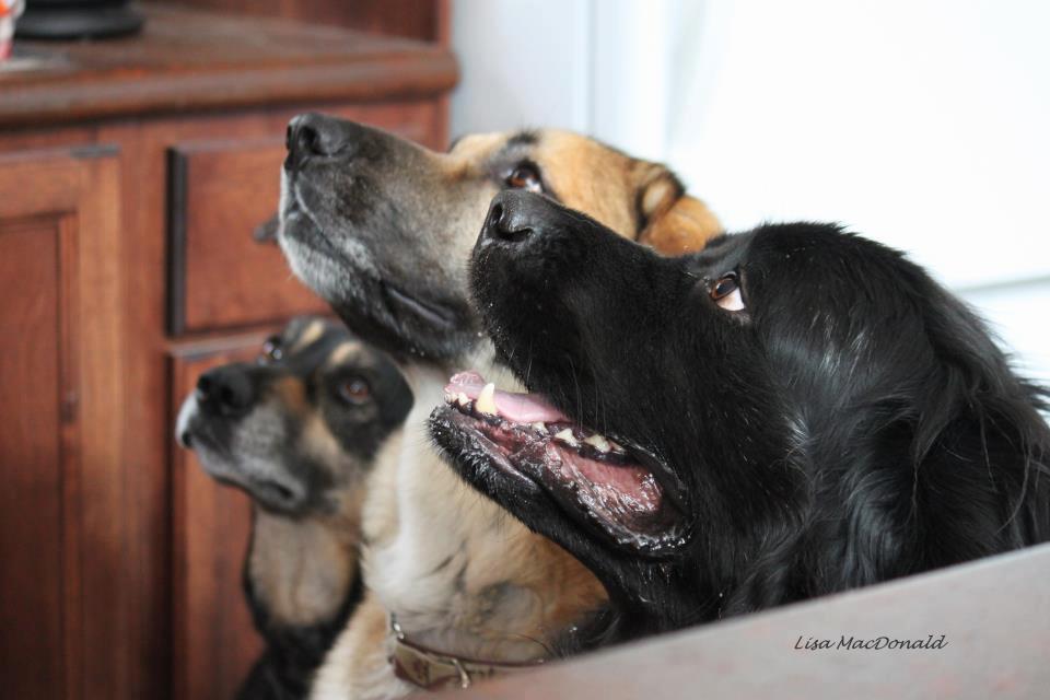 Dogs of Pride | 1596 White Rock Rd, Wolfville, NS B4P 2R1, Canada | Phone: (902) 298-0999