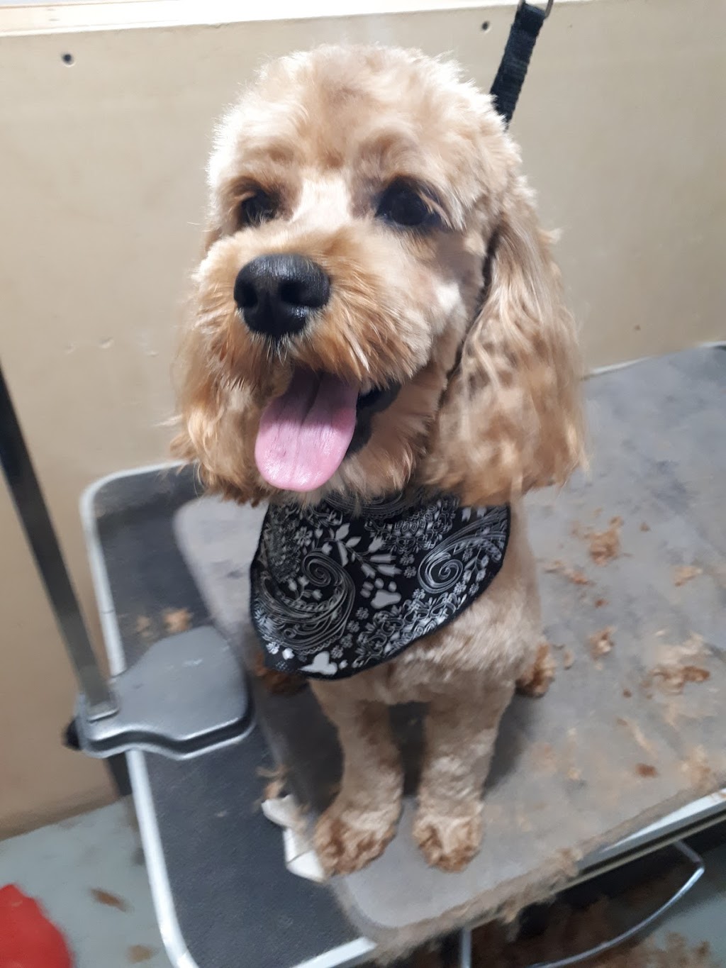 Hair Of The Dawg Grooming | 720 Grandin Dr, Morinville, AB T8R 1R2, Canada | Phone: (780) 718-3193