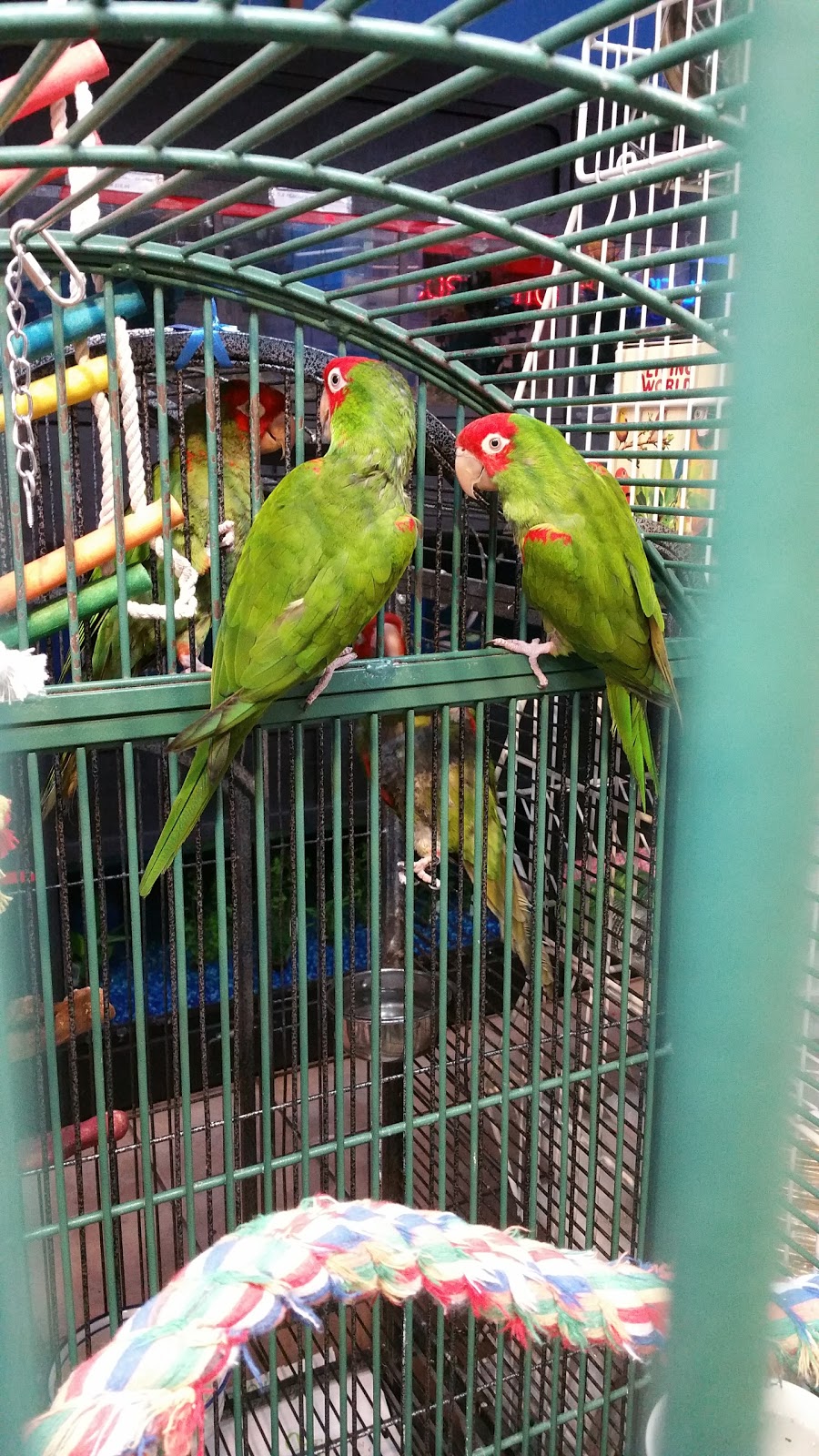 Central Pet Oshawa | 1100 Simcoe St N, Oshawa, ON L1G 4W6, Canada | Phone: (905) 240-7387