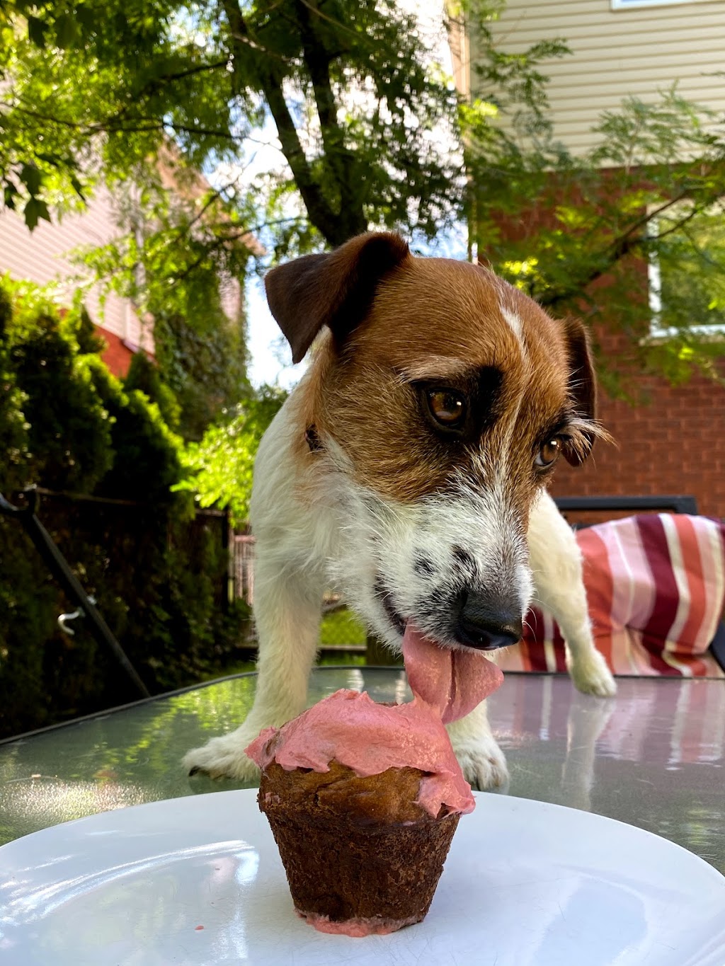 Valentina Jack Russell Terrier | 982 QC-317, Thurso, QC J0X 3B0, Canada | Phone: (819) 983-6665
