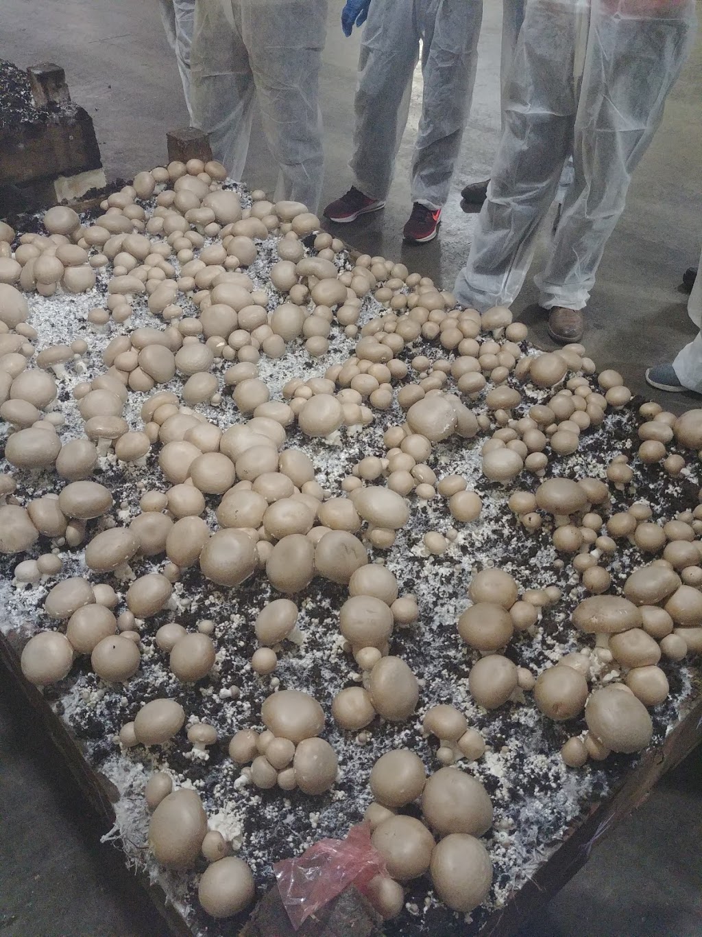 Monaghan Mushrooms Ltd | 7345 Guelph Line, Campbellville, ON L0P 1B0, Canada | Phone: (905) 878-9375