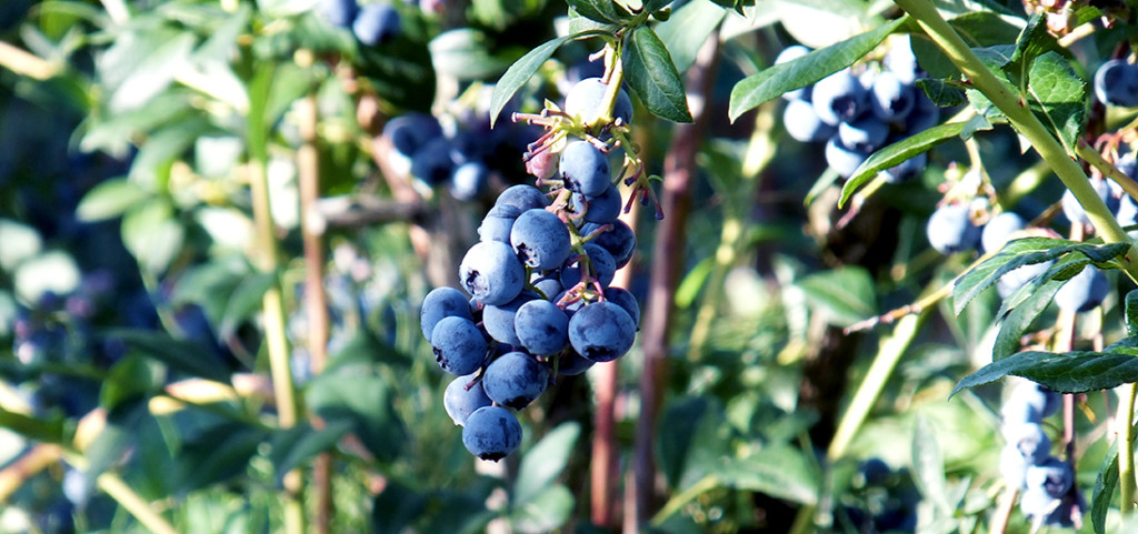 RussLynn Blueberries | 28494 Townshipline Rd, Abbotsford, BC V4X 1P1, Canada | Phone: (604) 309-8728
