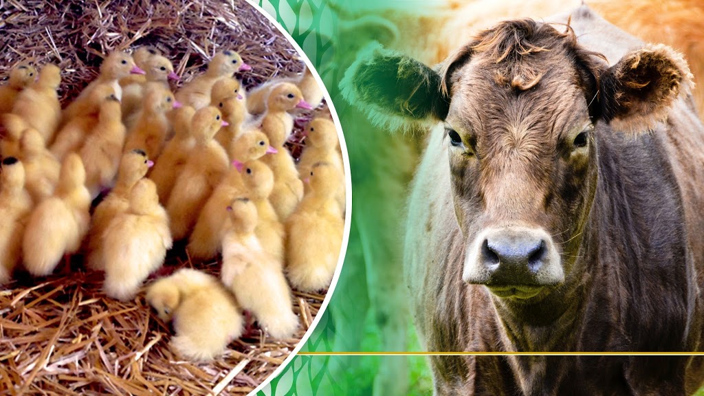 Ferme Le Crépuscule - Yamachiche - poulet - cabane a sucre | 1321 Chemin de la Grande Rivière N, Yamachiche, QC G0X 3L0, Canada | Phone: (819) 296-1321