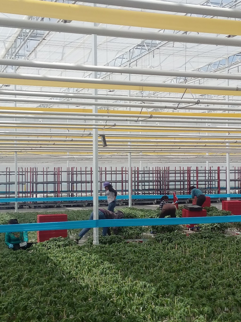 Roelands Plant Farms Inc | 5894 Douglas Line, Lambton Shores, ON N0N 1J5, Canada | Phone: (519) 786-6001