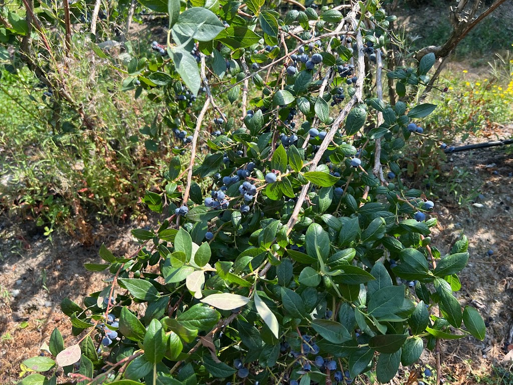 No name blueberries | 12476 Wooldridge Rd, Pitt Meadows, BC V3Y 1Z1, Canada | Phone: (236) 984-1928