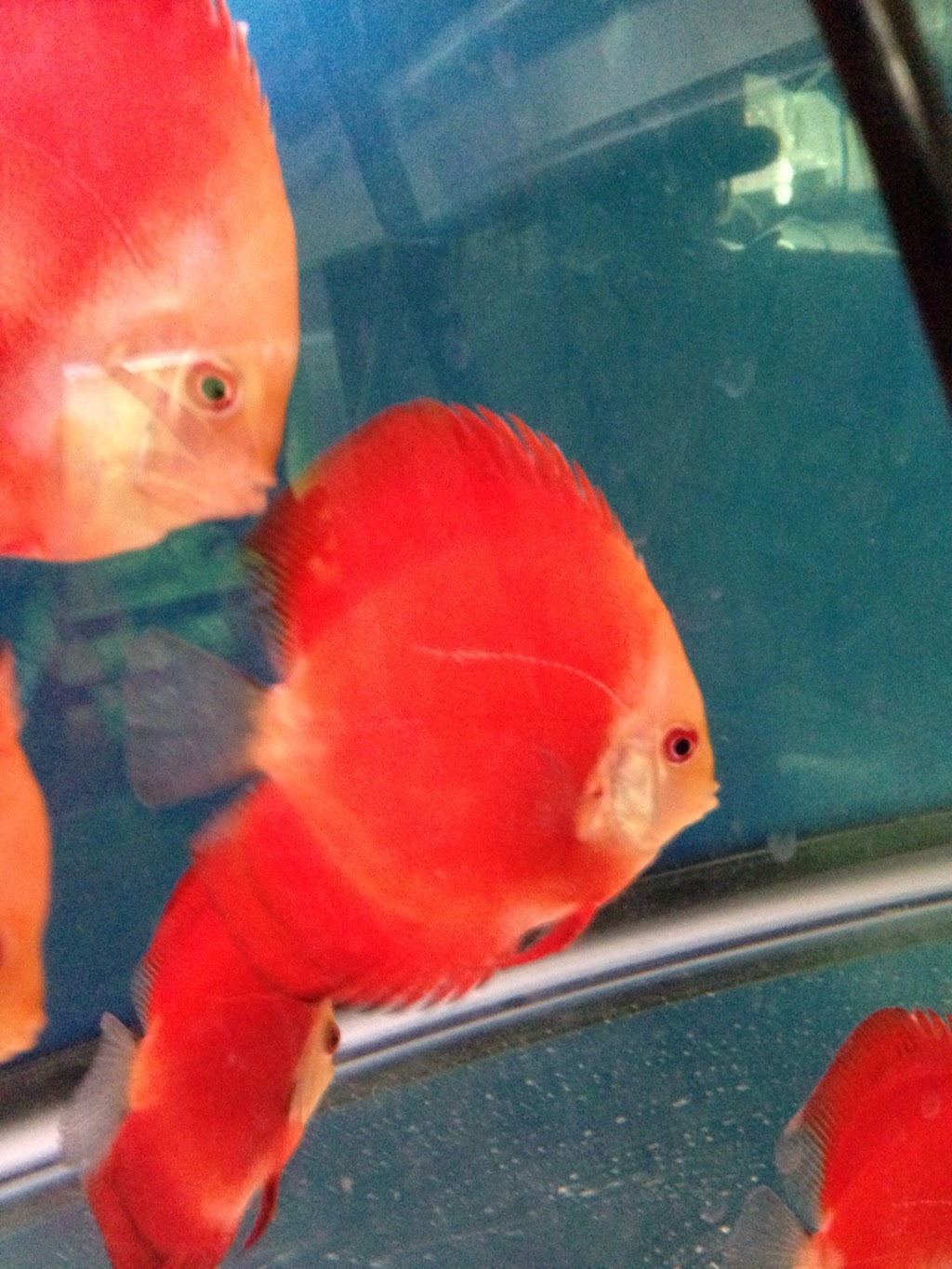 Discus fish wholesale in bc | 11842 80 Ave, Delta, BC V4C 1Y2, Canada | Phone: (604) 862-1102