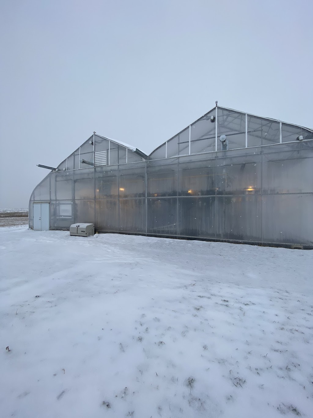 Nexlevel Greens Ltd. | Rr21-1 123041, Picture Butte, AB T0K 1V0, Canada | Phone: (403) 331-1651