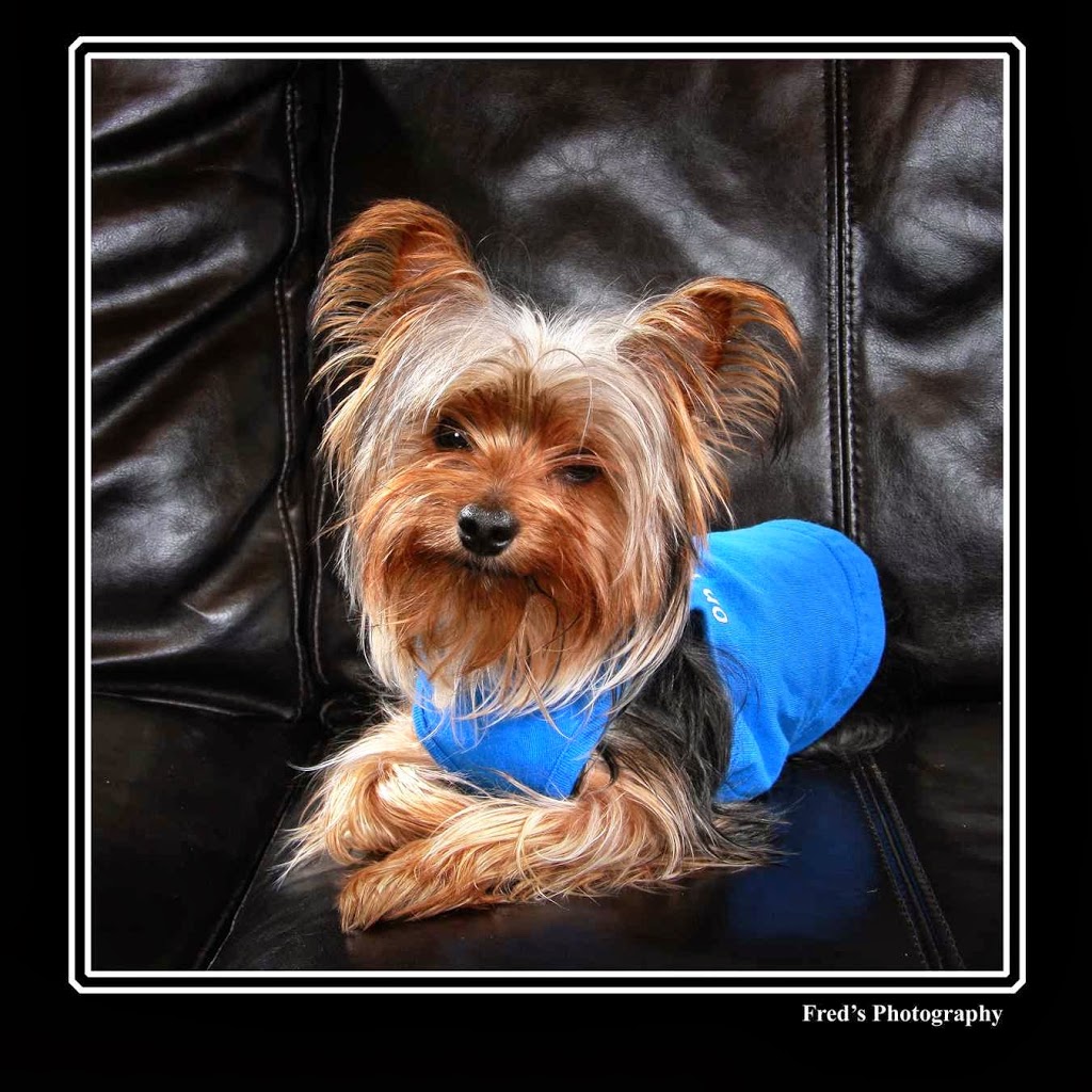 Freds Photography | 308 Simcoe St, Tillsonburg, ON N4G 2J6, Canada | Phone: (519) 842-9554