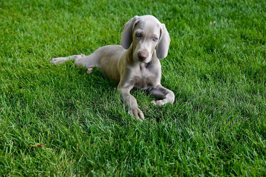 FURRR-TOGRAPHY (Pet Photographer) | 4423 47 St, Gibbons, AB T0A 1N0, Canada | Phone: (780) 923-3558