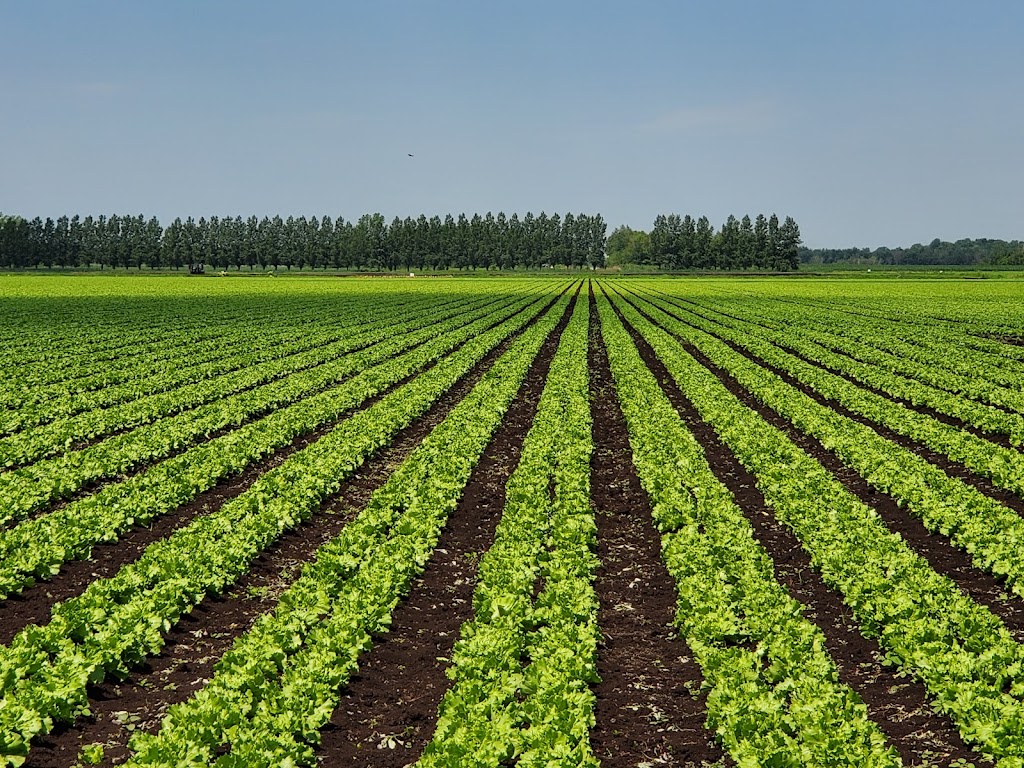 Ferme Hotte et Van Winden Inc | 316 Rang Saint-André, Napierville, QC J0L 1L0, Canada | Phone: (450) 245-3433