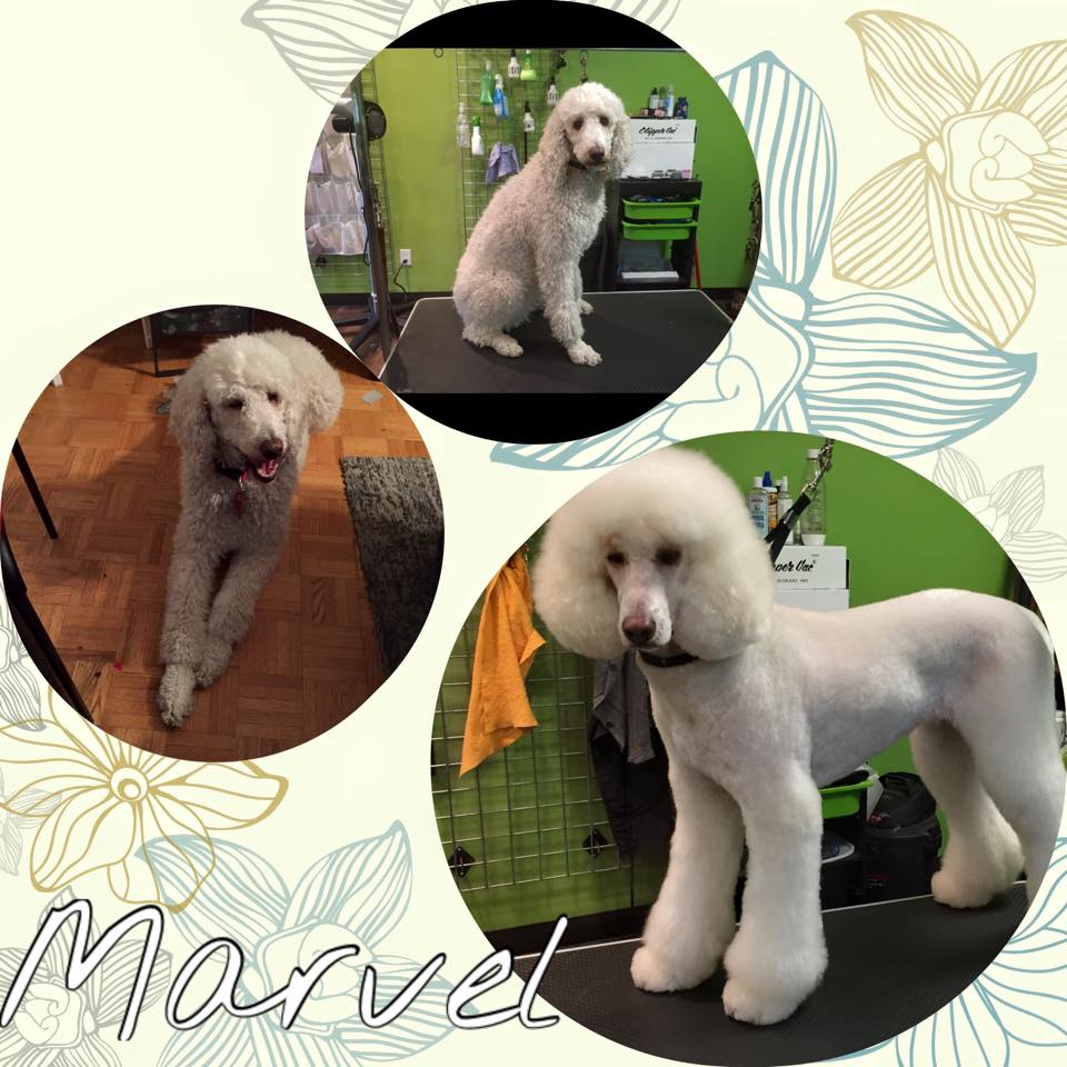 Pawsitively Purrfect Pet Spa | 755 Lake Bonavista Dr SE, Calgary, AB T2J 0N3, Canada | Phone: (403) 258-3322