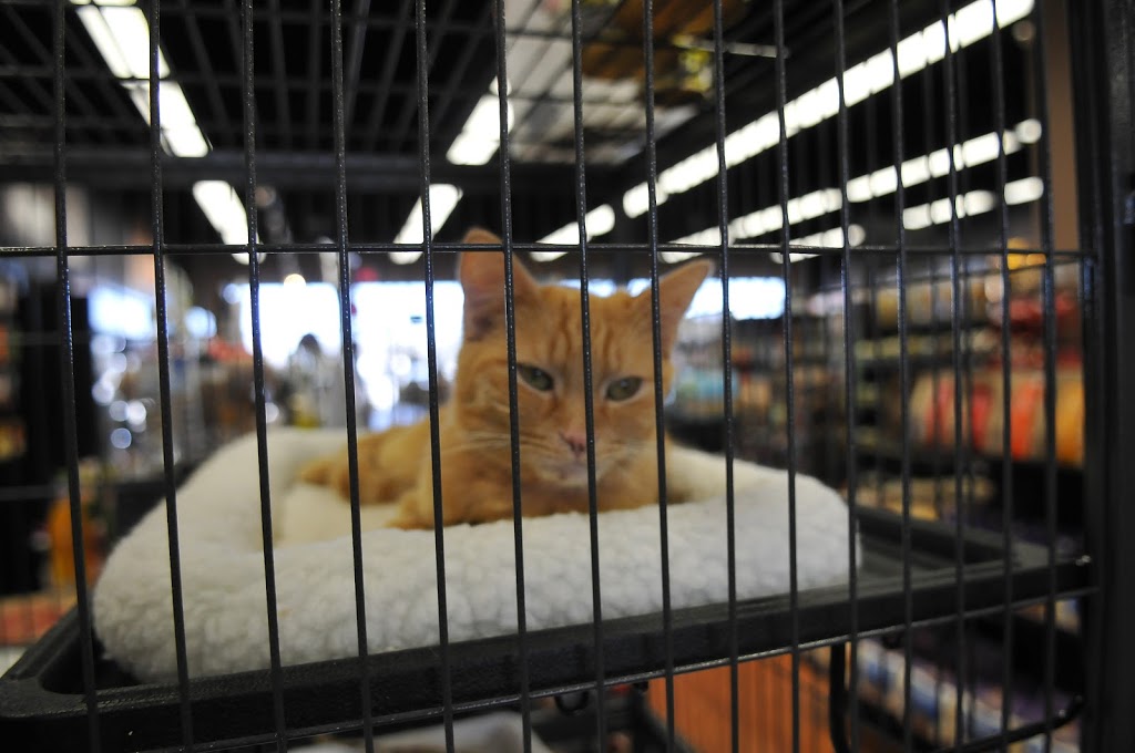 Pet Valu | 3987 Hwy 7, Markham, ON L3R 5M6, Canada | Phone: (905) 474-1336