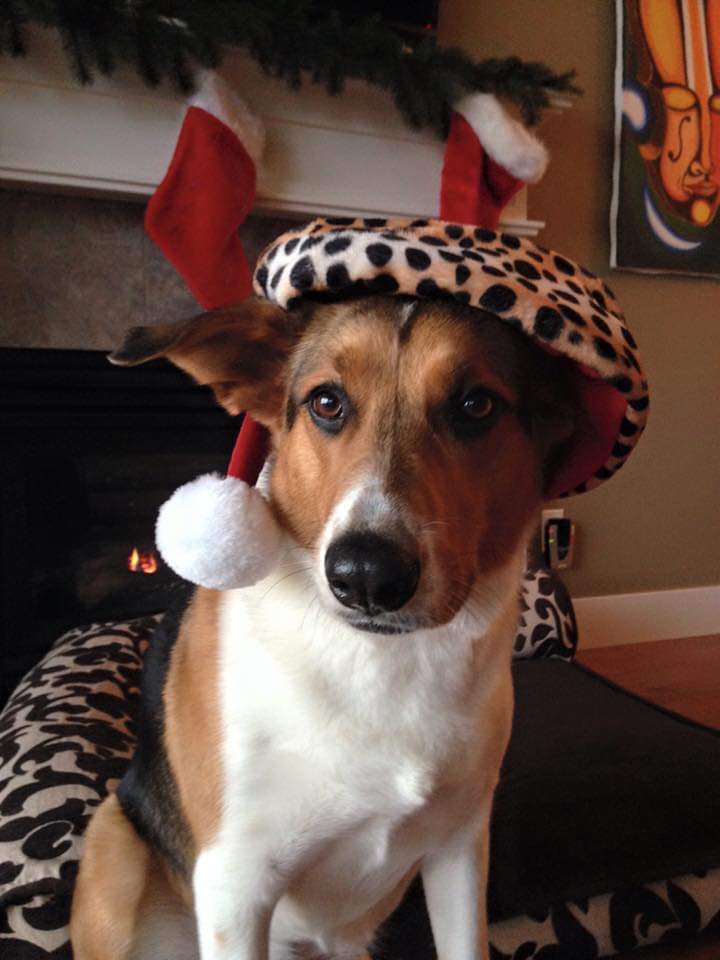 Oceanside Animal Hospital | 145 Memorial Ave, Parksville, BC V9P 1K7, Canada | Phone: (250) 248-0008