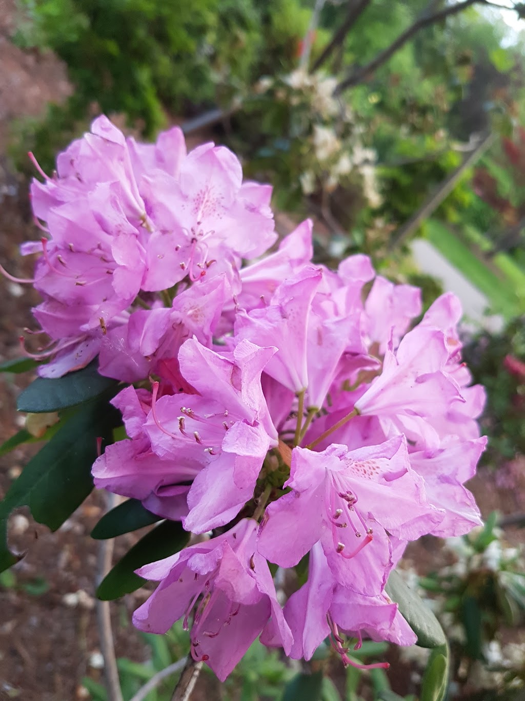 Brueckner Rhododendron Gardens | 660 Lakeshore Rd W, Mississauga, ON L5H 1H7, Canada | Phone: (905) 615-4311