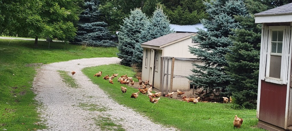 Elzeini Farm | 3810 Elgin Rd, Thames Centre, ON N0L 1V0, Canada | Phone: (519) 281-7601