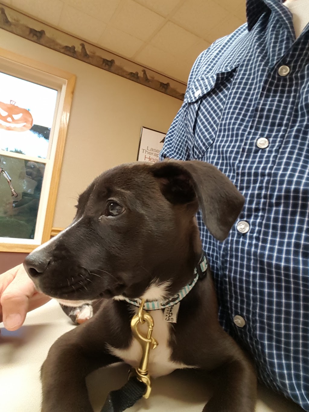 Lancaster Small Animal Hospital | 5156 Genesee St, Bowmansville, NY 14026, USA | Phone: (716) 681-3033