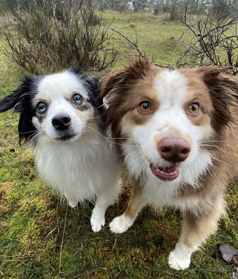 Pacific Dogwood Dogs | Adventure Dog Walker & Boarding | 2866 Leigh Rd, Langford, BC V9C 2P6, Canada | Phone: (250) 667-3704