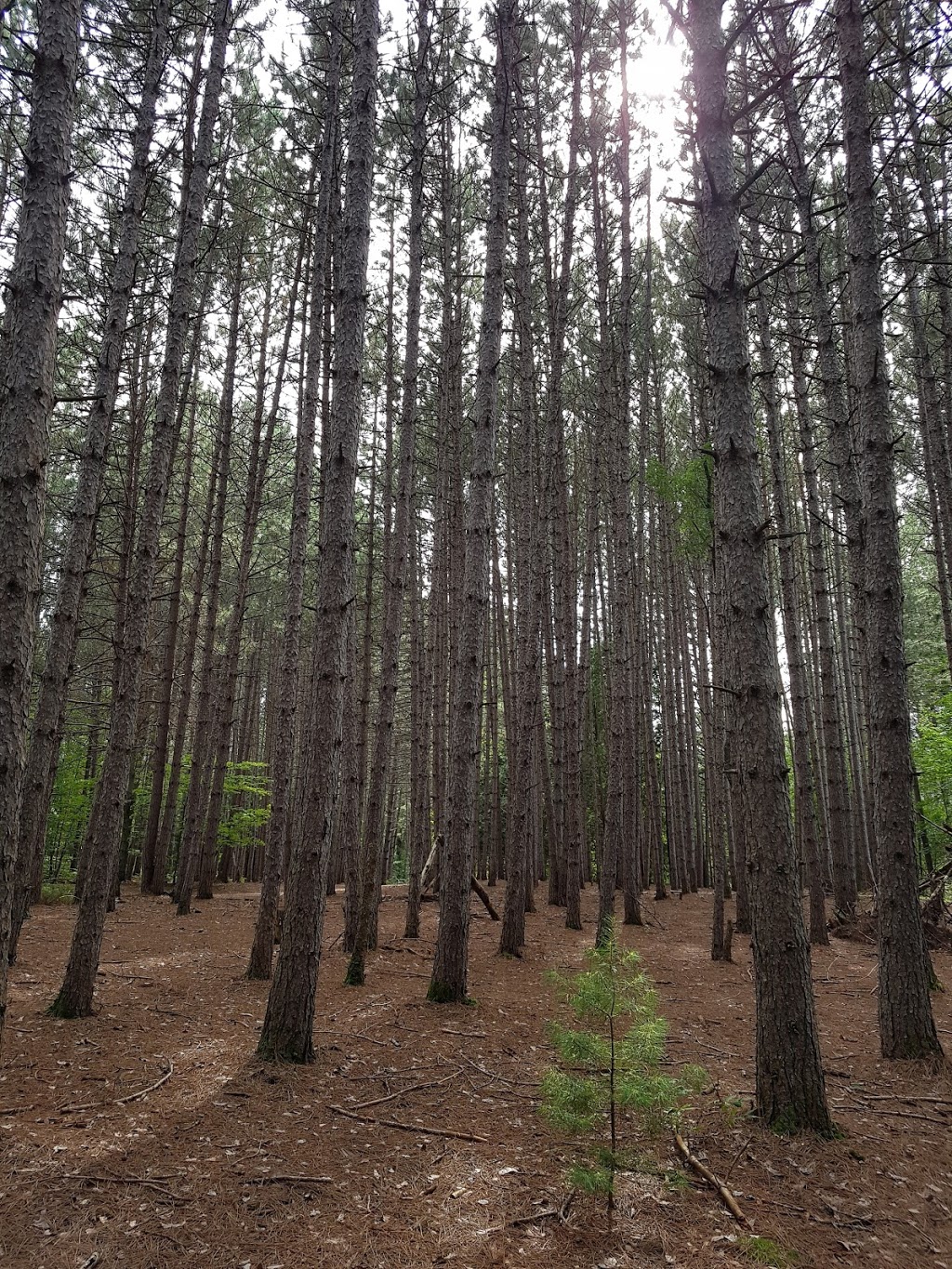 Camp Huronda | 1252 S Waseosa Lake Rd, Huntsville, ON P1H 2N4, Canada | Phone: (705) 789-7153