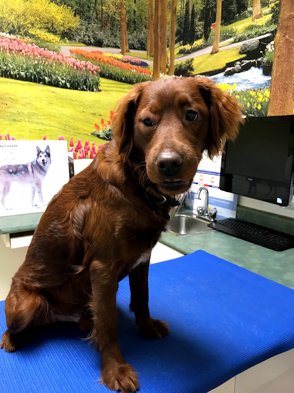Terra Nova Village Veterinarian | 3671 Westminster Hwy, Richmond, BC V7C 5V2, Canada | Phone: (604) 303-5750