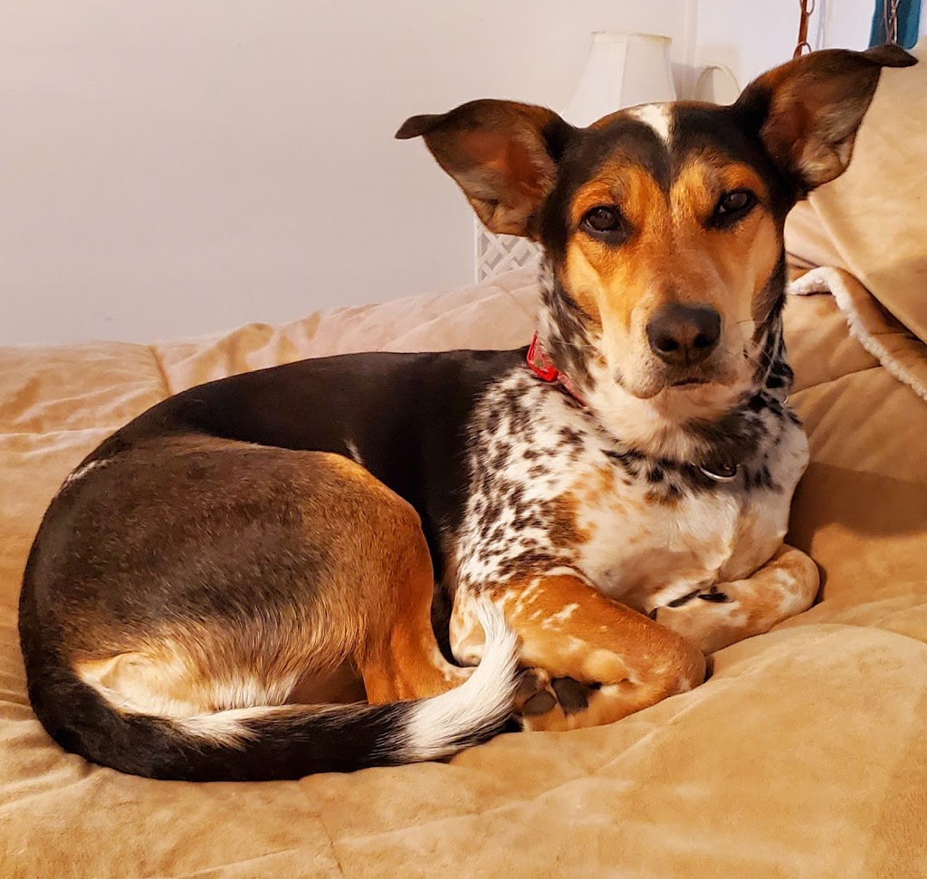 Taber Pet Clinic | 6212 54 Ave, Taber, AB T1G 1X3, Canada | Phone: (403) 223-2474