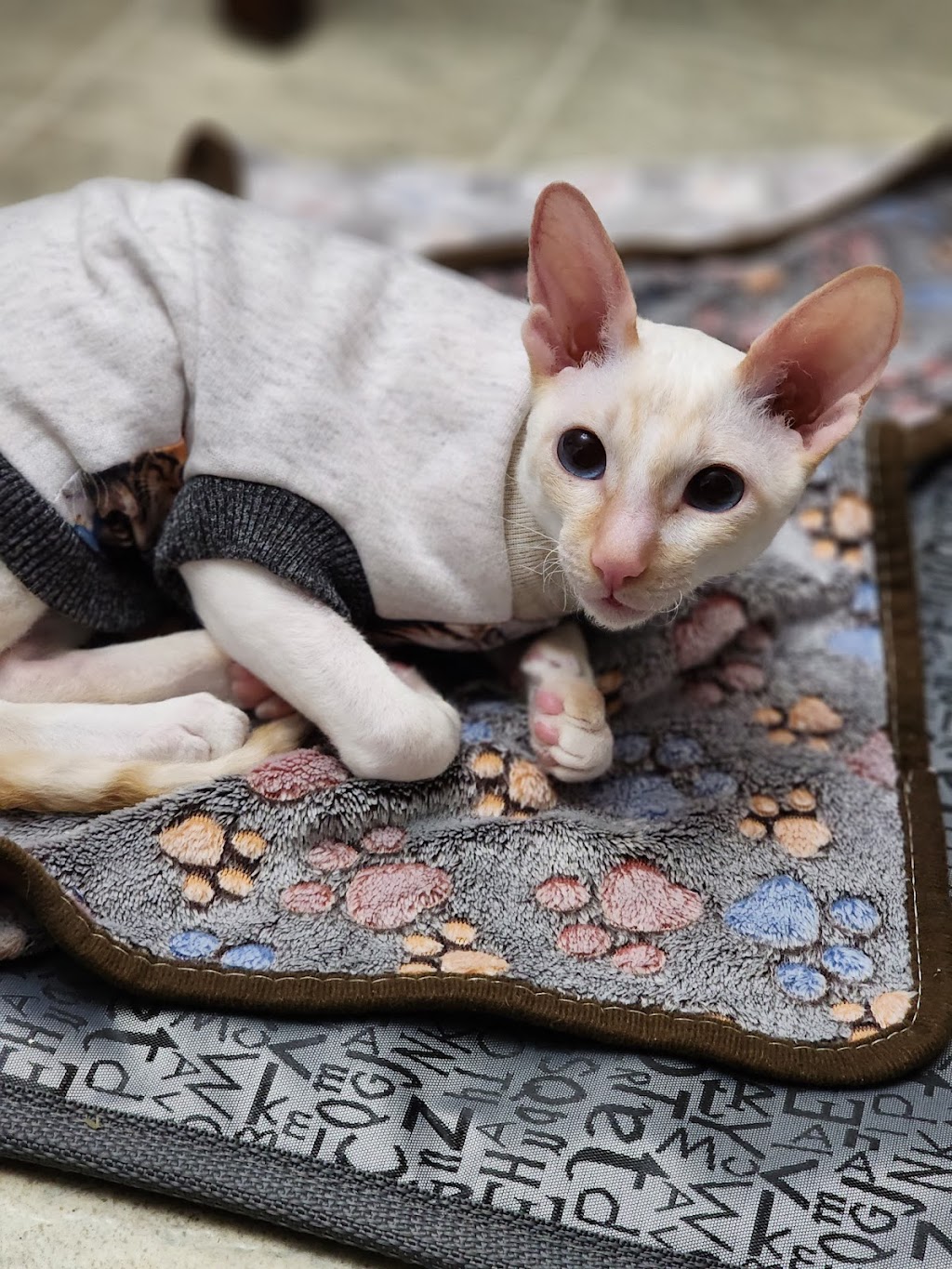 Pitou Minou & Compagnons - Trois-Rivières | 1410 Rue Aubuchon, Trois-Rivières, QC G8Y 5L3, Canada | Phone: (819) 693-8884