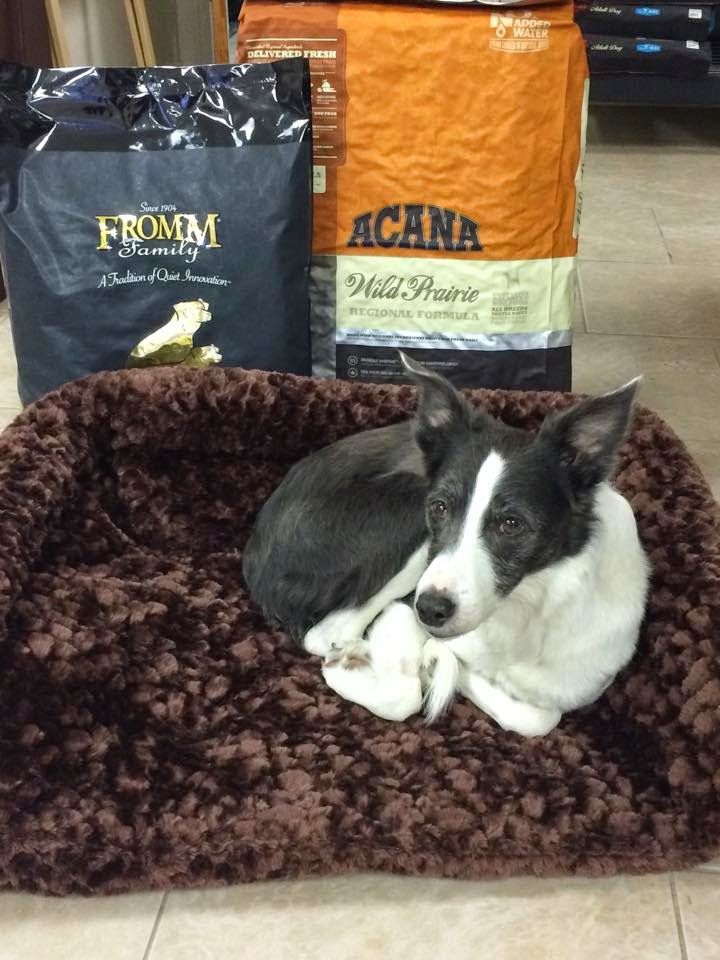 Pawsh Pets | 413 Donald B. Munro Dr, Carp, ON K0A 1L0, Canada | Phone: (613) 470-0090