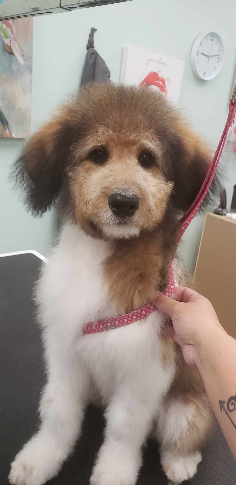 pampered Pups by jamie | 838 Development Dr, Kingston, ON K7M 5V7, Canada | Phone: (613) 983-3889