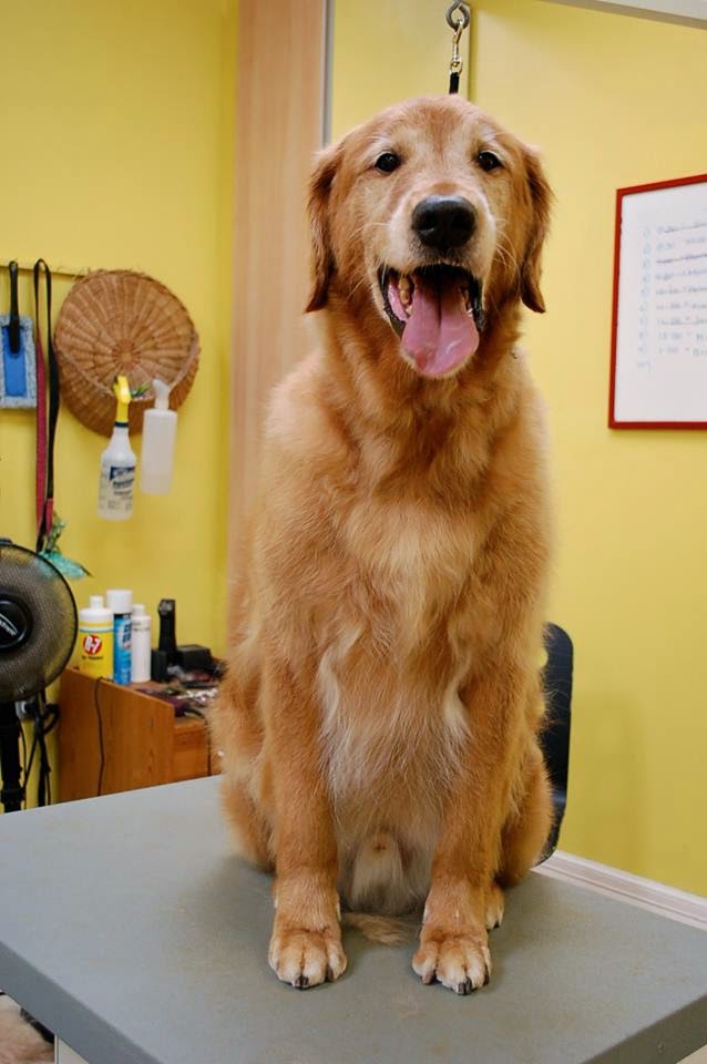 Paw Prints Dog Grooming Salon | 2635 W 4th Ave, Vancouver, BC V6K 1P8, Canada | Phone: (604) 733-1144