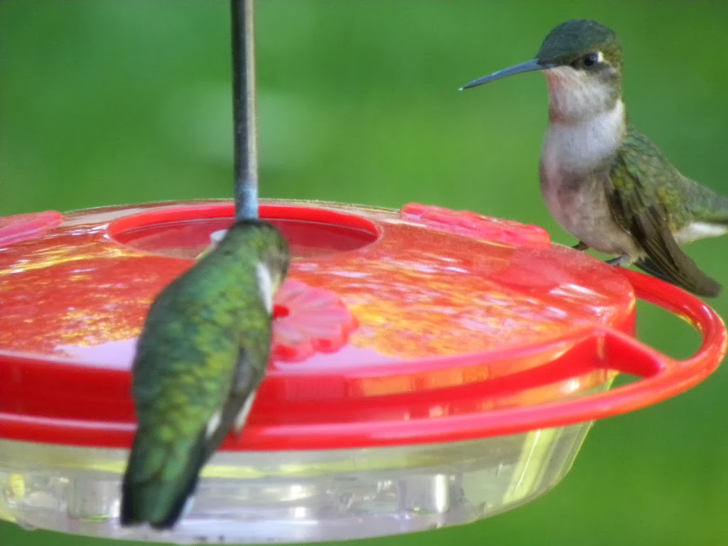 Porters Hill Wild Bird Seed co. | 34477 Mill Rd, Bayfield, ON N0M 1G0, Canada | Phone: (519) 565-5959