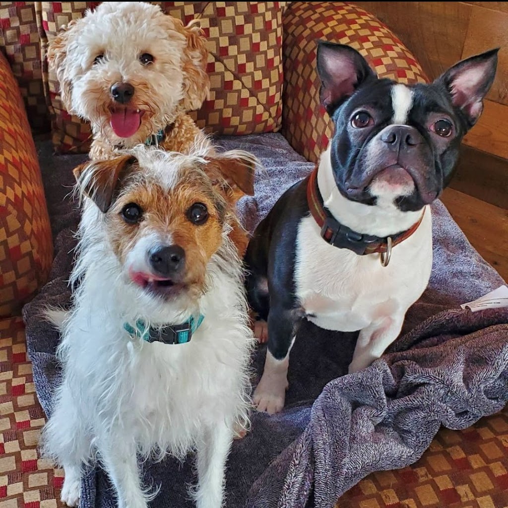 Rileys Dog Lodge | 595 Sherbrooke Rd, Summerside, PE C1N 4J8, Canada | Phone: (902) 436-0240