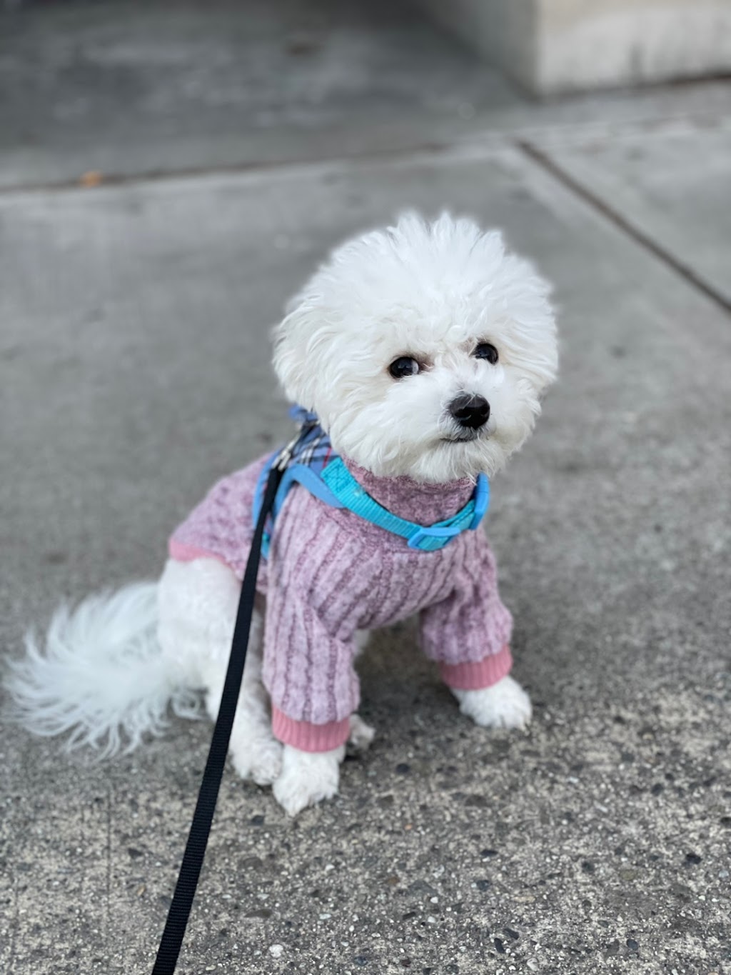 Honey Dog Grooming | 6840 Cedar Rose Ct, Burnaby, BC V5J 5J7, Canada | Phone: (236) 995-6840