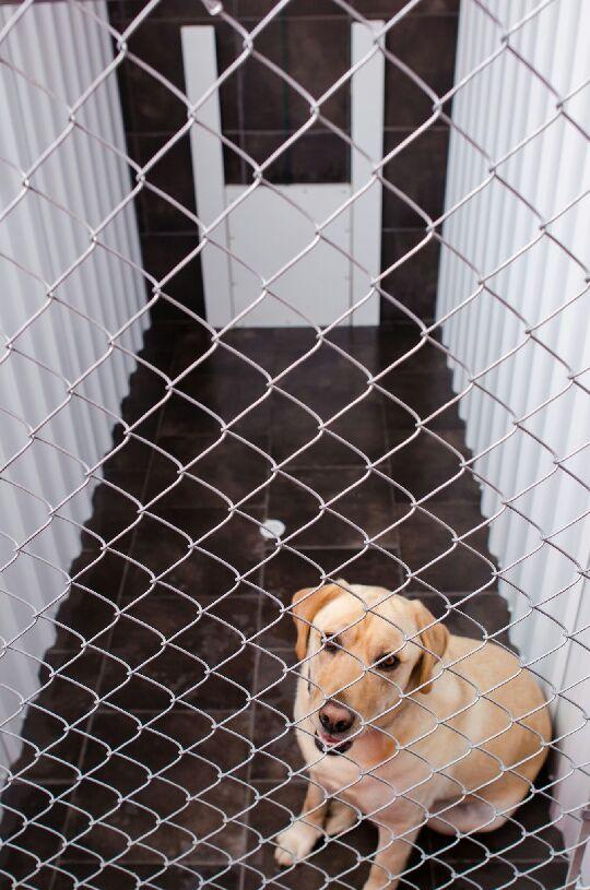 Clifton Royal Dog Boarding Kennels Ltd | 1297 route 845, Clifton Royal, NB E5S 2B7, Canada | Phone: (506) 283-3647