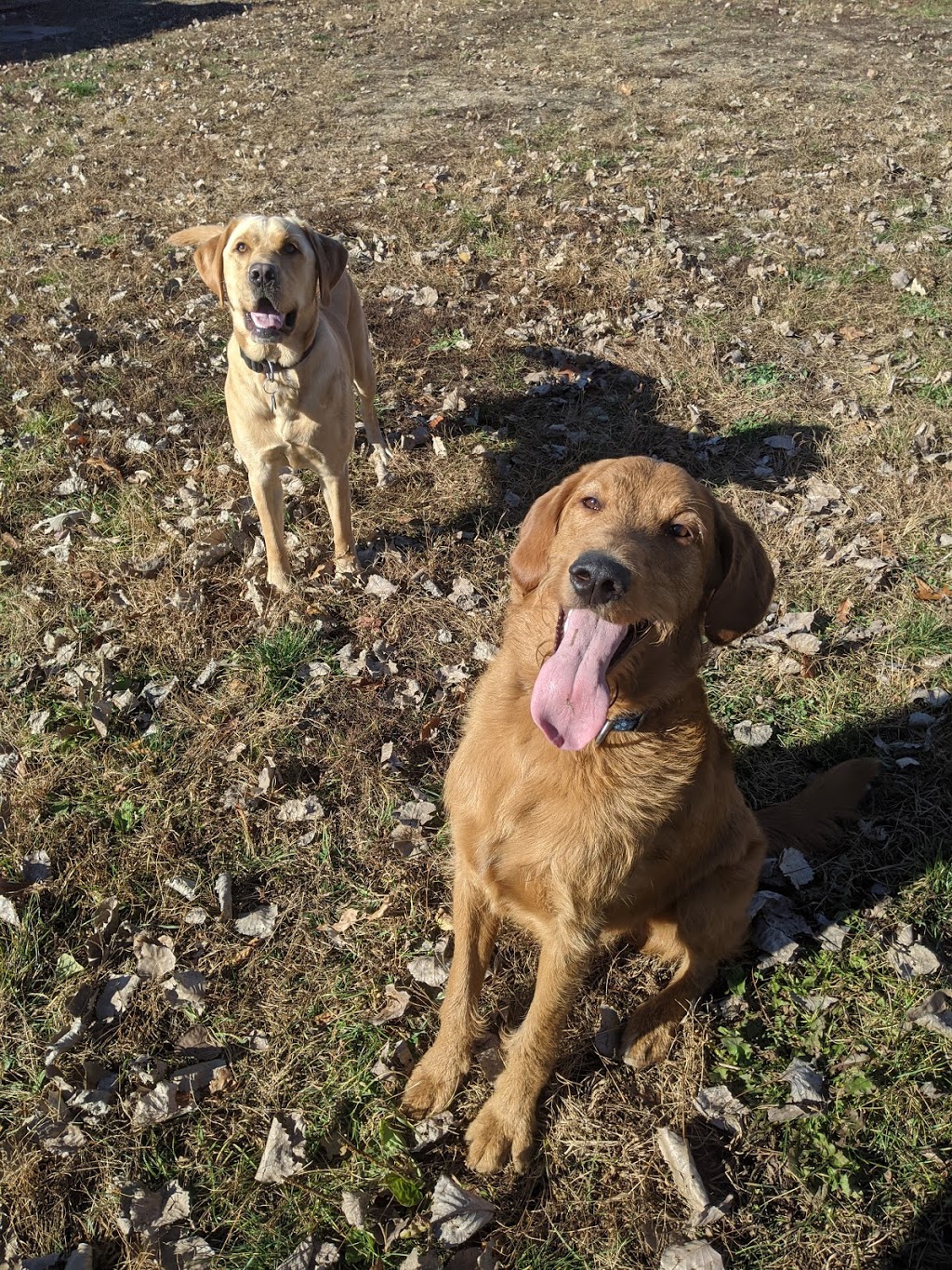 Canadian Canine College | 2097 Windham East Quarter Line Rd, Vanessa, ON N0E 1V0, Canada | Phone: (519) 443-6558
