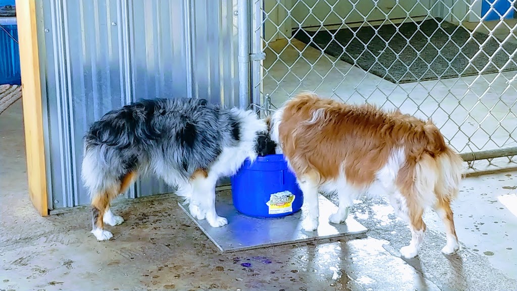 Cairdeas Kennel | 1245 Township Rd 352, Red Deer County, AB T4G 0H7, Canada | Phone: (403) 550-7512