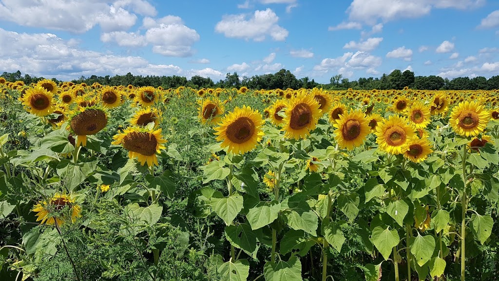 Edwards Farm Store | 1574 9 Line, Innisfil, ON L9S 3Z1, Canada | Phone: (705) 436-2749