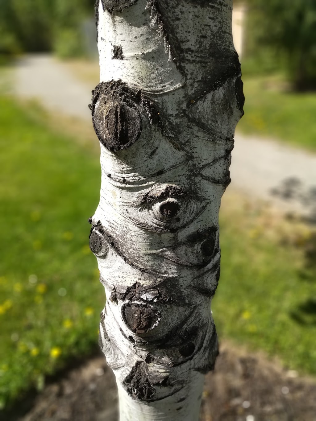 Gerstmar Park | 955 Gerstmar Rd, Kelowna, BC V1X 4B8, Canada