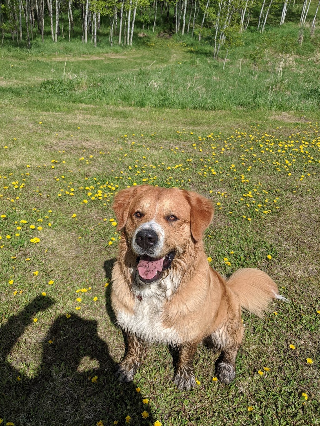 Paws A While Boarding Kennel | 51024 Range Rd 200 #40, Alberta T0B 4J1, Canada | Phone: (780) 662-4878