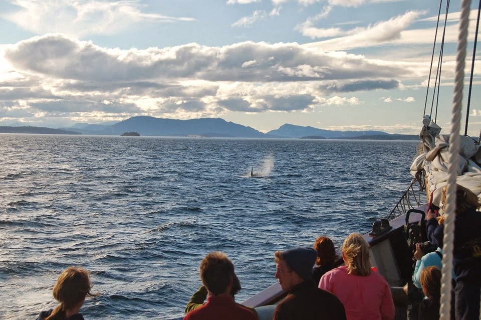 Zodiac Sailing Schooner | 355 Harris Ave Suite 104, Bellingham, WA 98225, USA | Phone: (206) 719-7622